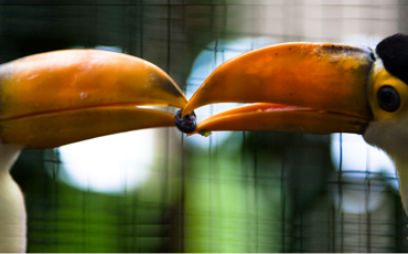 two toucans sharing a seed in their beaks