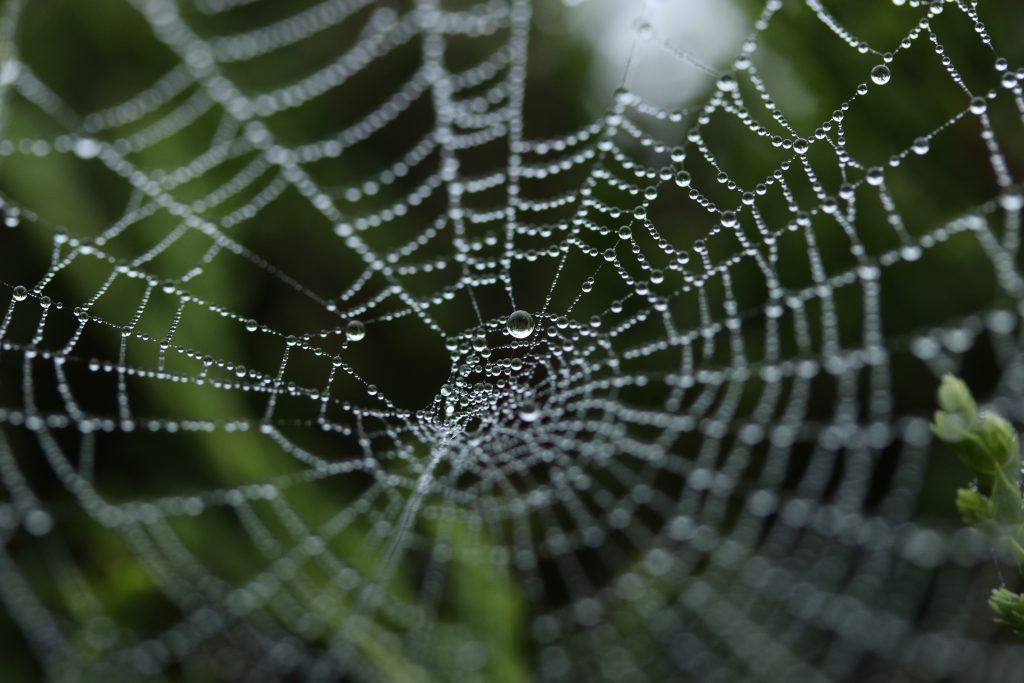 spiders web against green background